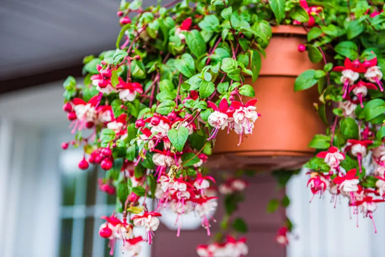October jobs in the garden