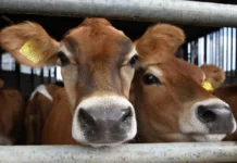 Not trying to take over the world – just make great ice cream