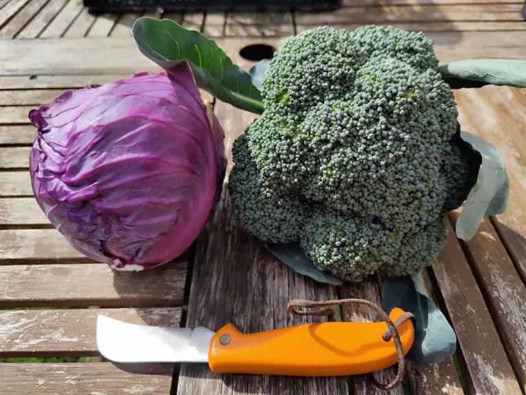 Allotment diary: September 2025