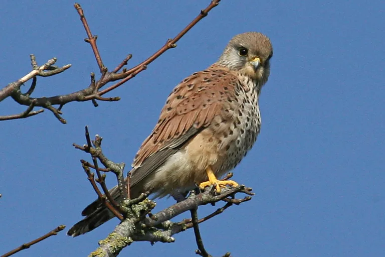 Winter birds to watch out for