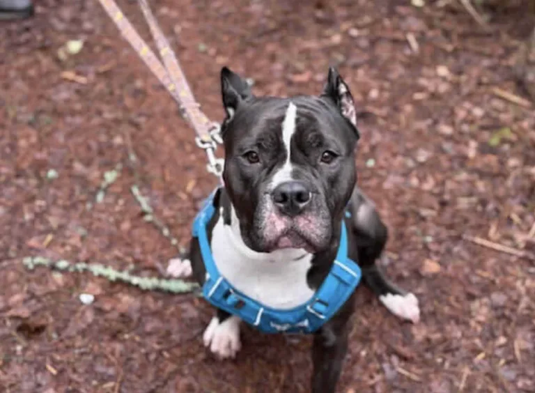 RSPCA urges dog lovers to adopt larger breeds amid rehoming crisis