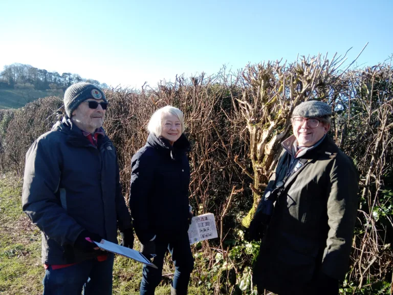 The great Dorset hedge comeback