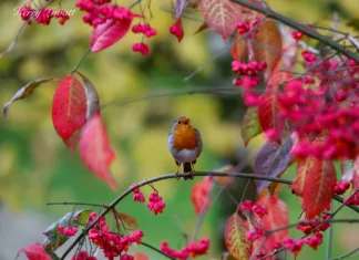 November issue of The BV is here :)