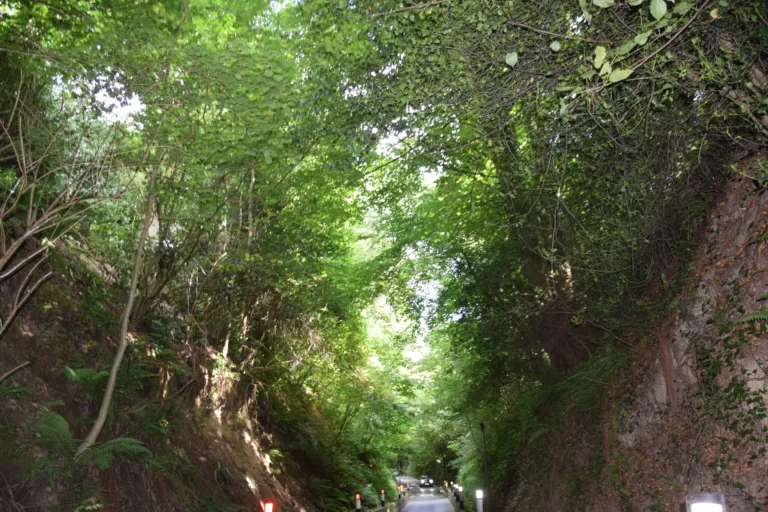 What next for Dinah’s Hollow?
