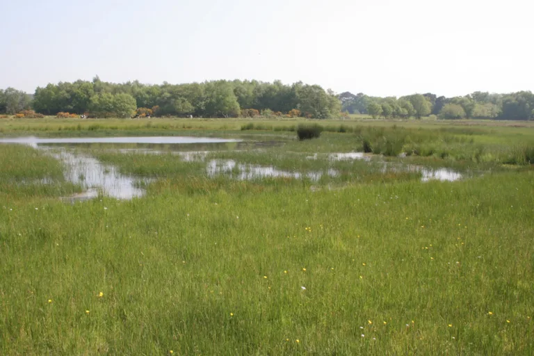 Healing the land by slowing the flow at Tadnoll and Winfrith
