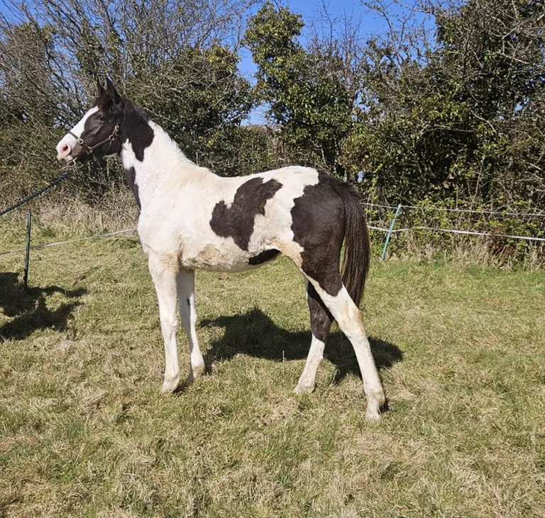 Lessons from a yearling