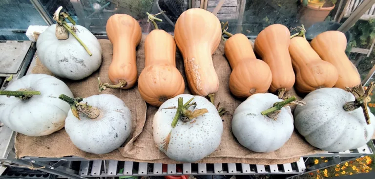 October on the allotment
