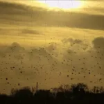 The BV puzzles December 25