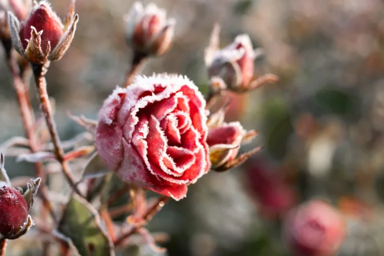 December jobs in the flower garden
