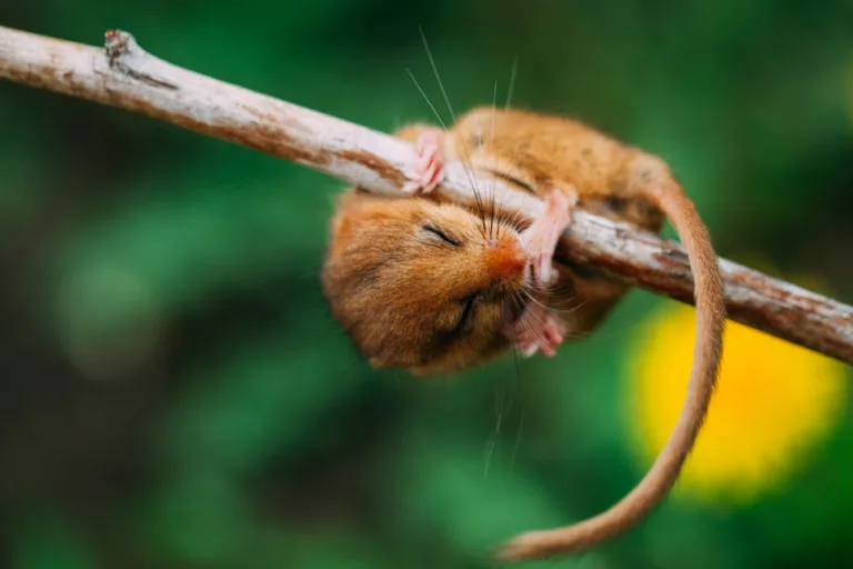 CRT launches festive appeal to protect Britain’s hazel dormice