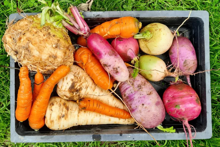 November on the allotment (2025)
