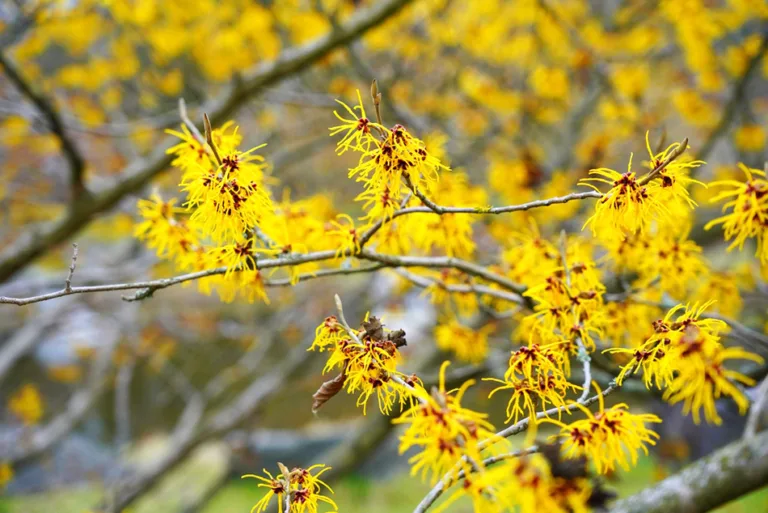 January jobs in the flower garden