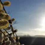 The BV puzzles – February 2026