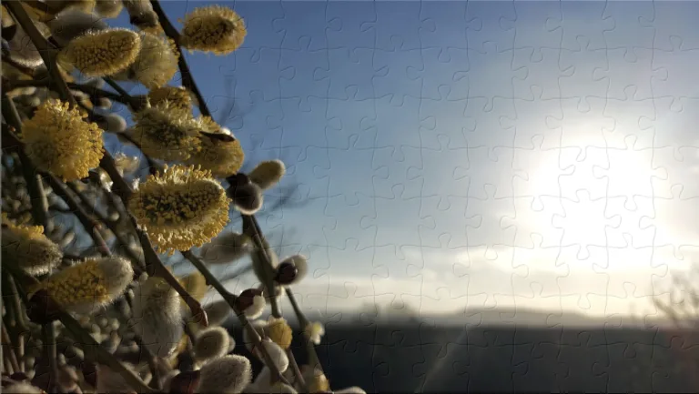 The BV puzzles – February 2026