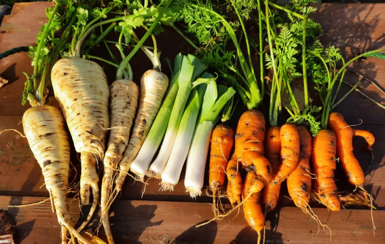 A look back at 2025 on the allotment