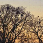 The BV puzzles – January 2026