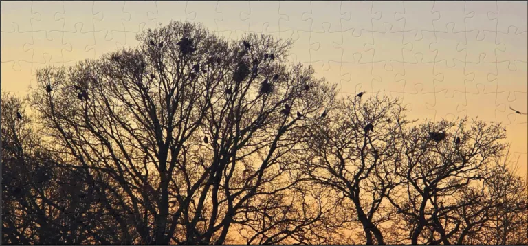 The BV puzzles – January 2026