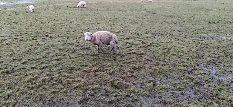 North Dorset farmer banned from keeping sheep after welfare conviction
