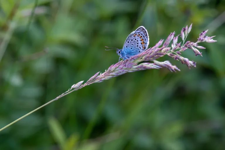 Biodiversity loss is now seen as a national security risk