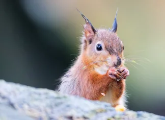 February’s BV is here