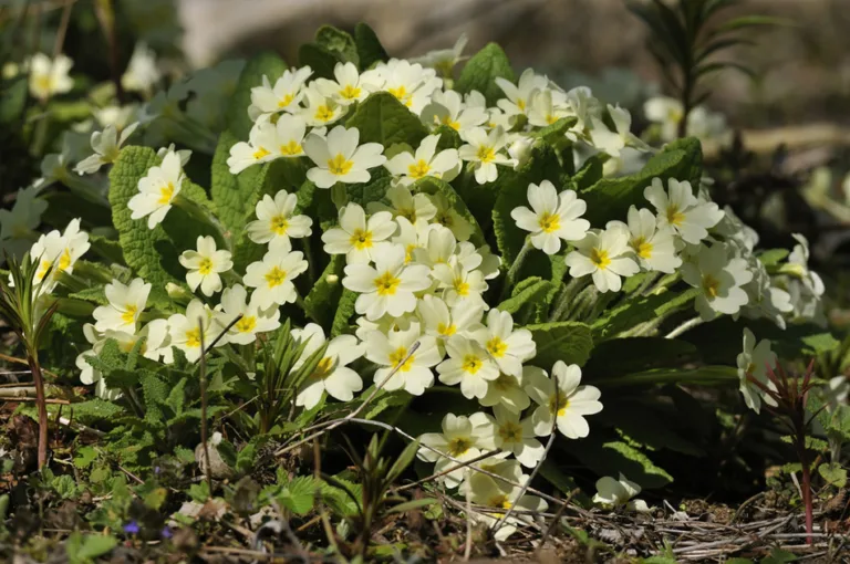 February jobs in the flower garden