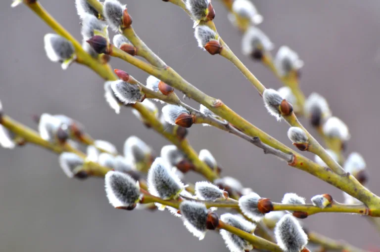 The soft paws of spring