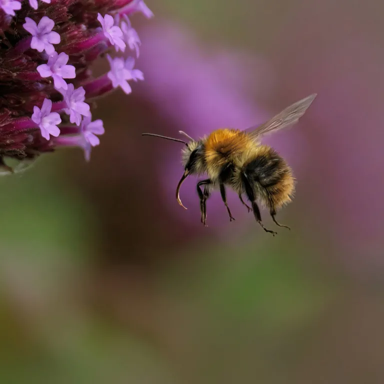 Let it bee spring