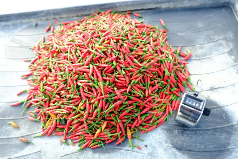Time to sow for Dorset chilli challenge