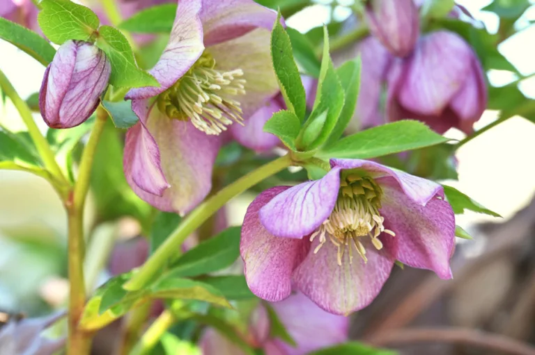 March jobs in the flower garden