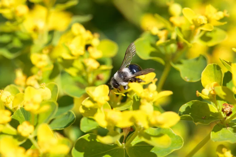 A bee utopia on Pentridge Hill
