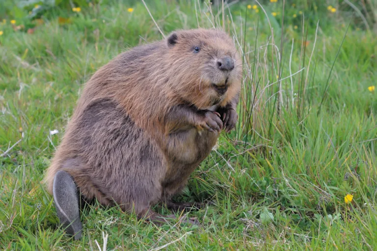 Public consultation opens on beavers’ return to Dorset