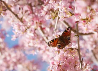 April issue of The BV is here!