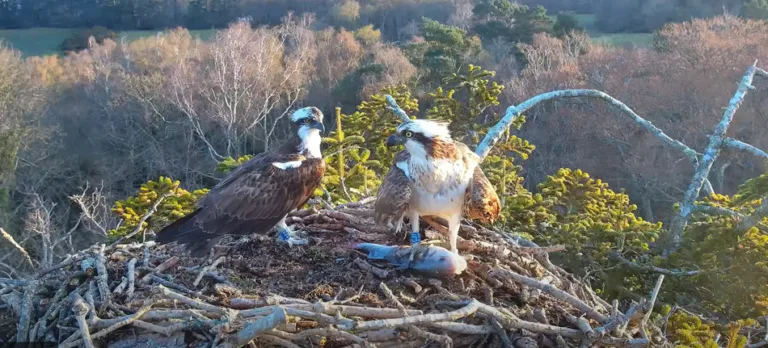 Osprey pair return to Dorset for fifth year