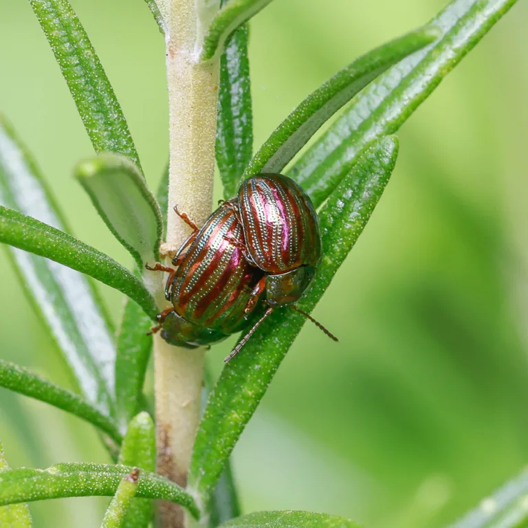 Our insect balance sheet is in the red